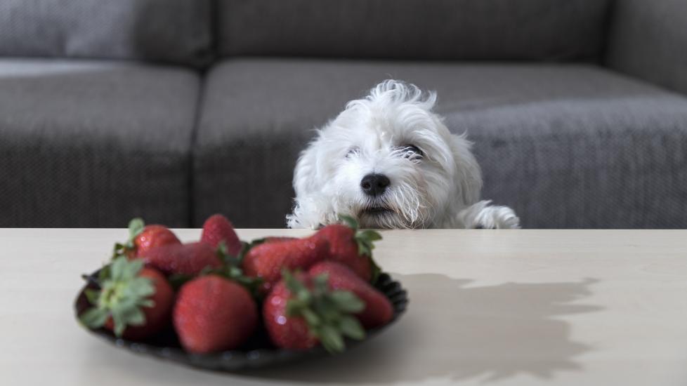 white puppy looking at a plate of strawberries on a table