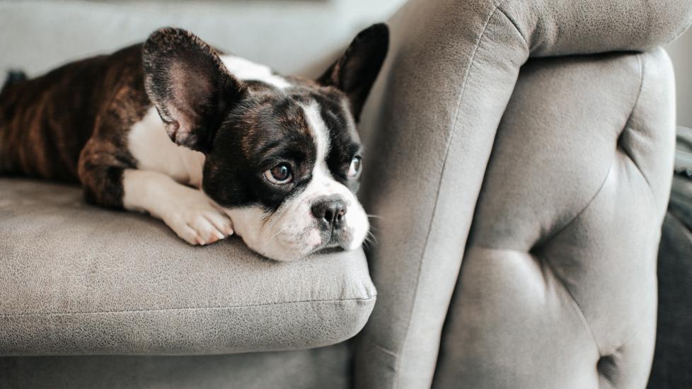 black brindle and white french bulldog lying on a couch and looking sad