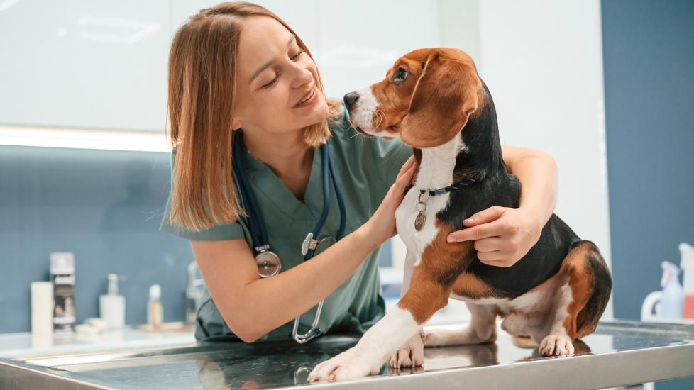 A vet examines a Beagle.
