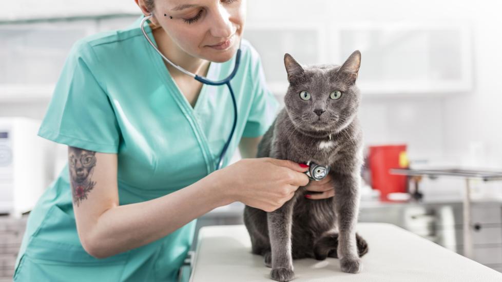 vet tech checks heart rate of russian blue cat on exam table