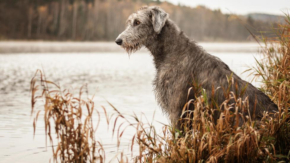 A Irish Wolfhound sits by the water.