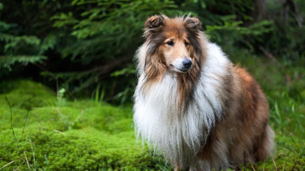 A Rough Collie stands in a forest.