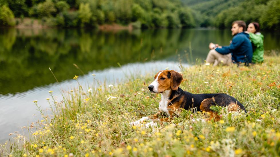 A dog lays by a lake with his pet parents.