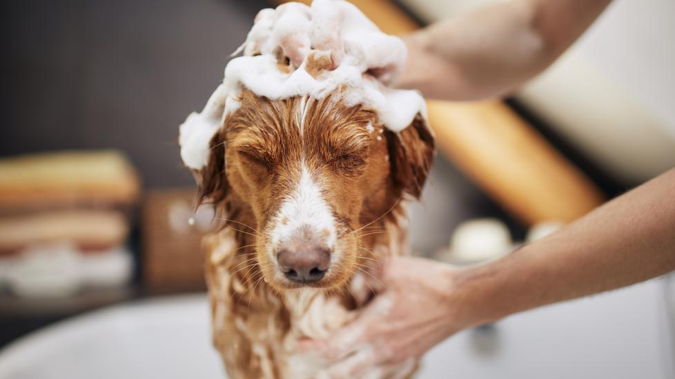 dog getting bathed with soap on head