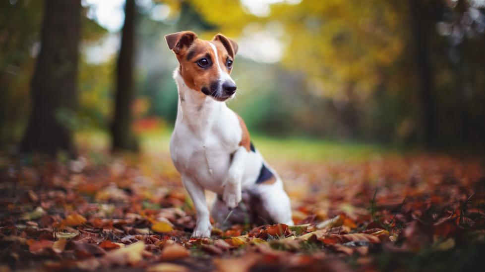 A Jack Russell Terrier sits in the woods.