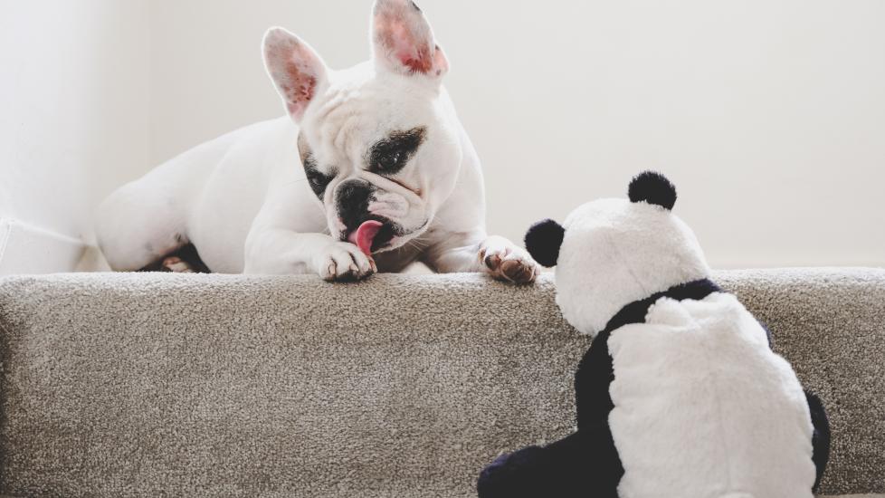 french bulldog licking their paw while sitting on stair