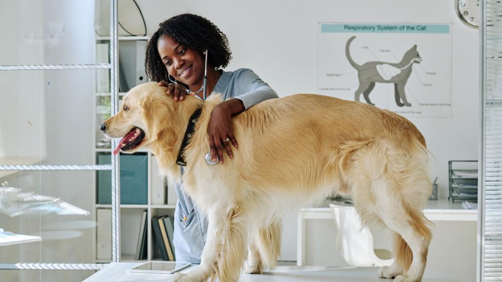 Liver Failure in Dogs PetMD