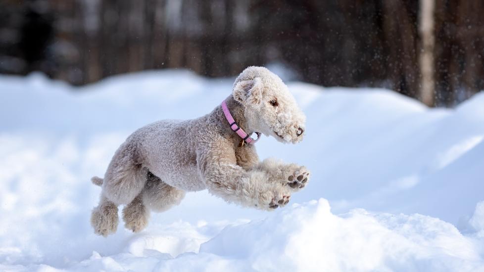 A Bedlington Terrier runs through the snow.