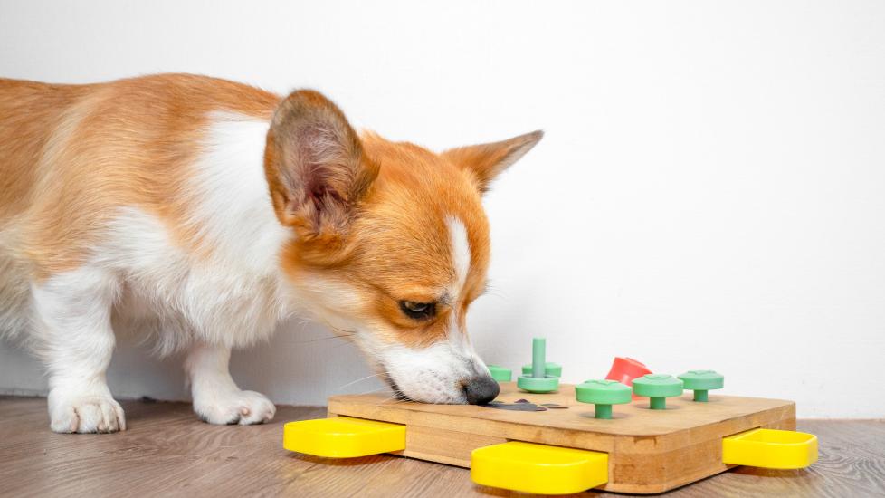 corgi looking at puzzle dog toy