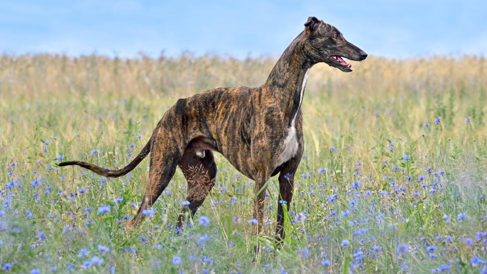 A Greyhound stands in a field.