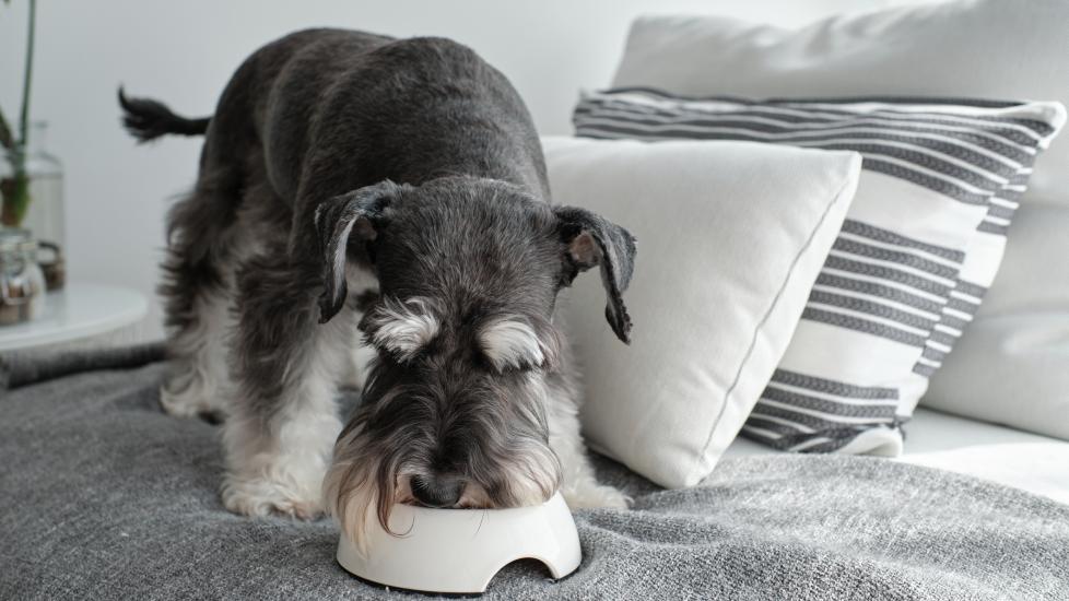 schnauzer dog eating out of bowl