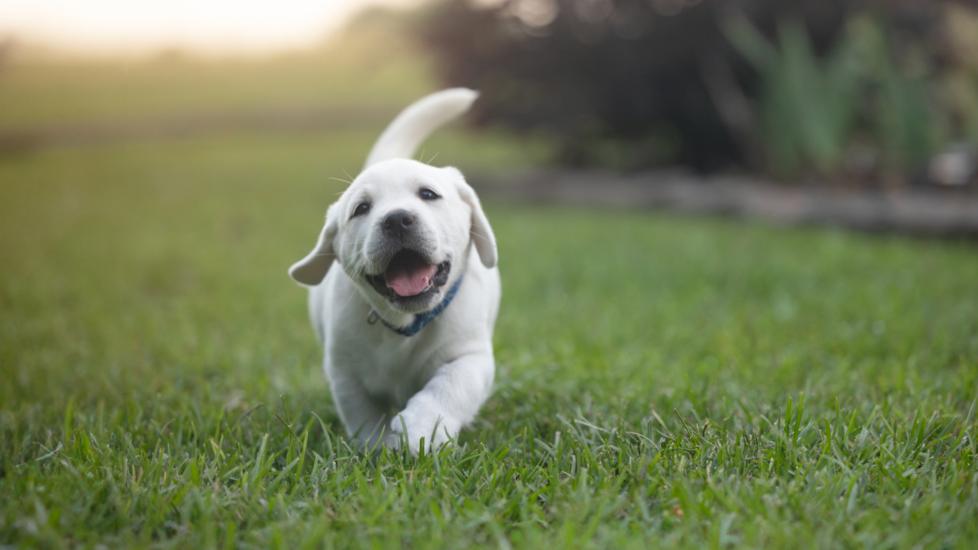 white puppy lab strolling through grassy field 