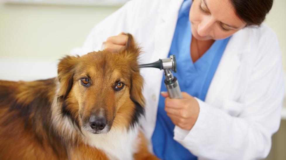 dog getting ear checked by vet