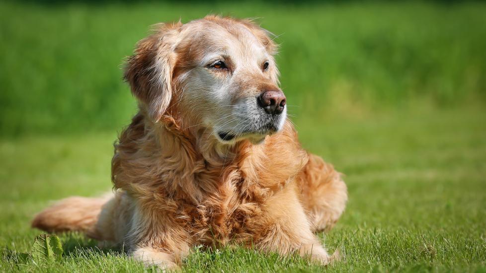 A senior dog lays on grass.