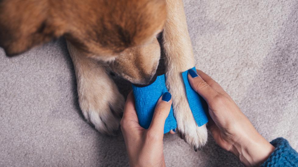 dog getting paw wrapped with bandage