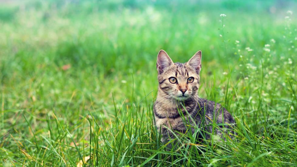 brown tabby cat sitting in tall green grass