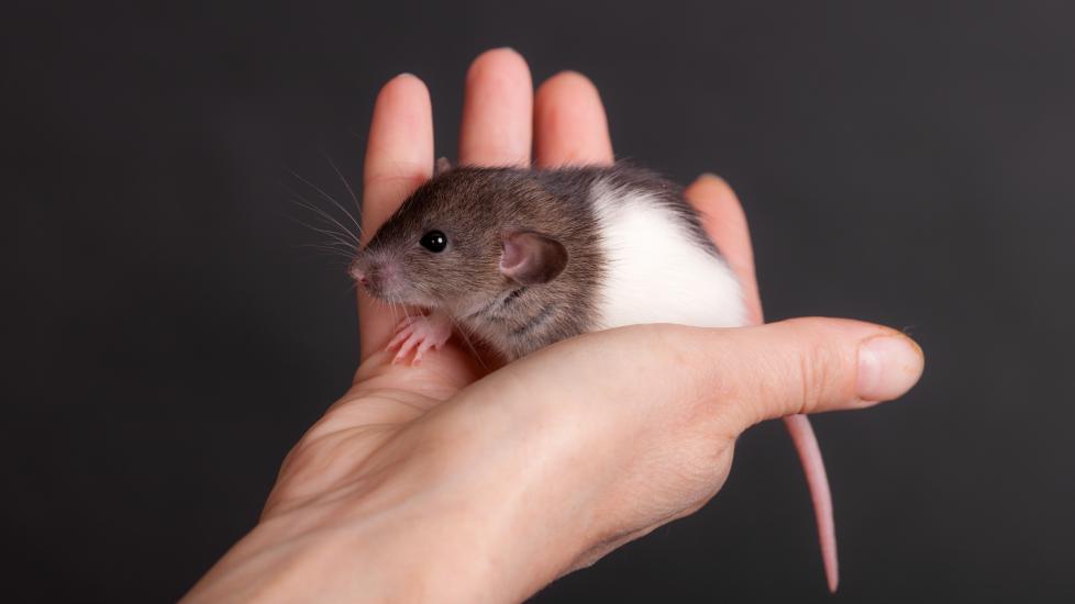 Sexing Rats: How To Identify Male Vs. Female Rats 