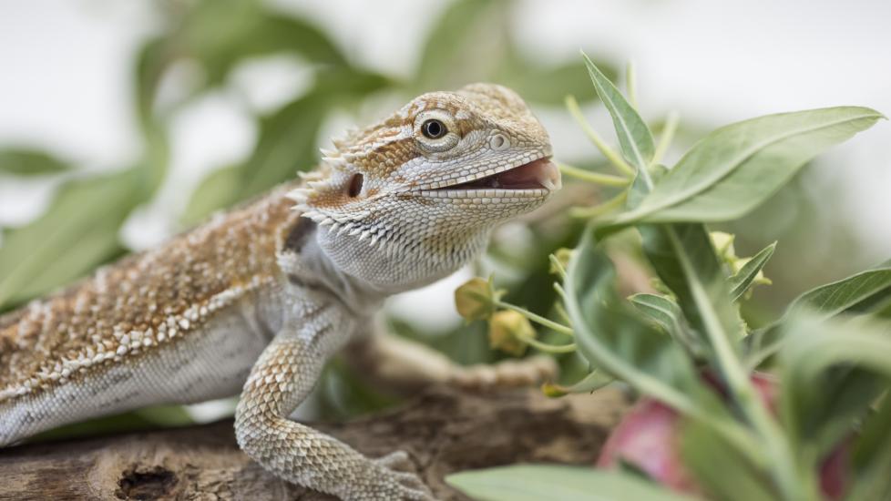 Bearded dragon eating a flower