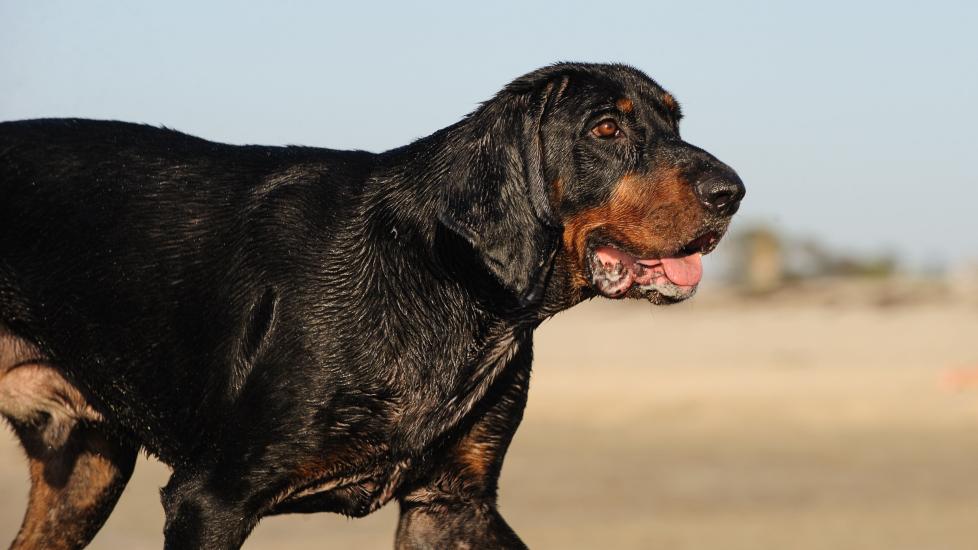 wet black and tan coonhound walking on a beach