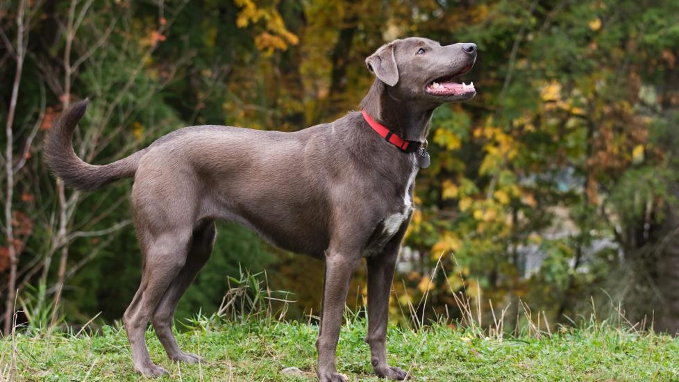 blue lacy dog standing, looking up, and wearing a red collar
