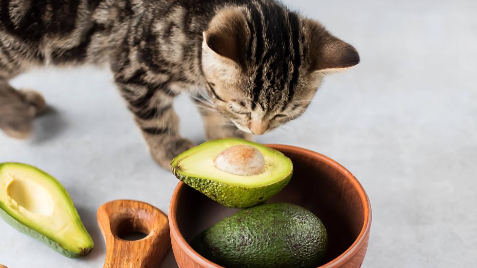 tabby cat looking down at a bowl of avocado