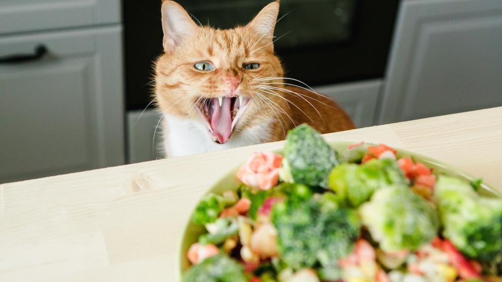 orange tabby cat looking a plate of raw vegetables 