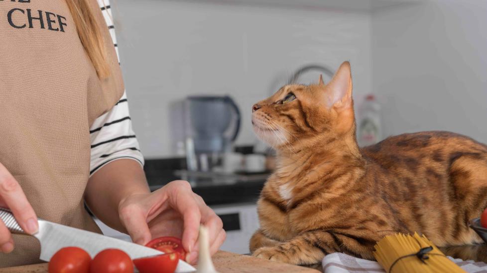 tabby cat lying on a countertop looking up at a woman who is chopping tomatoes