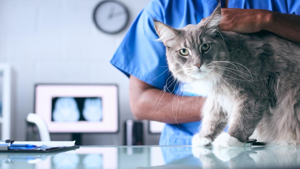 A cat is examined by a veterinarian.
