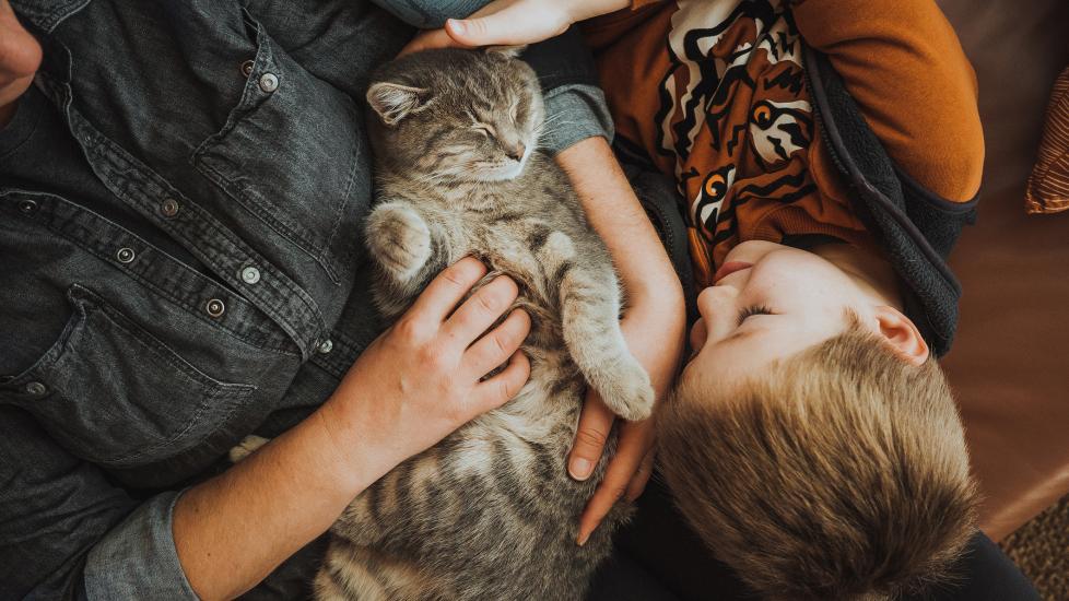 A cat is cuddled by their family.