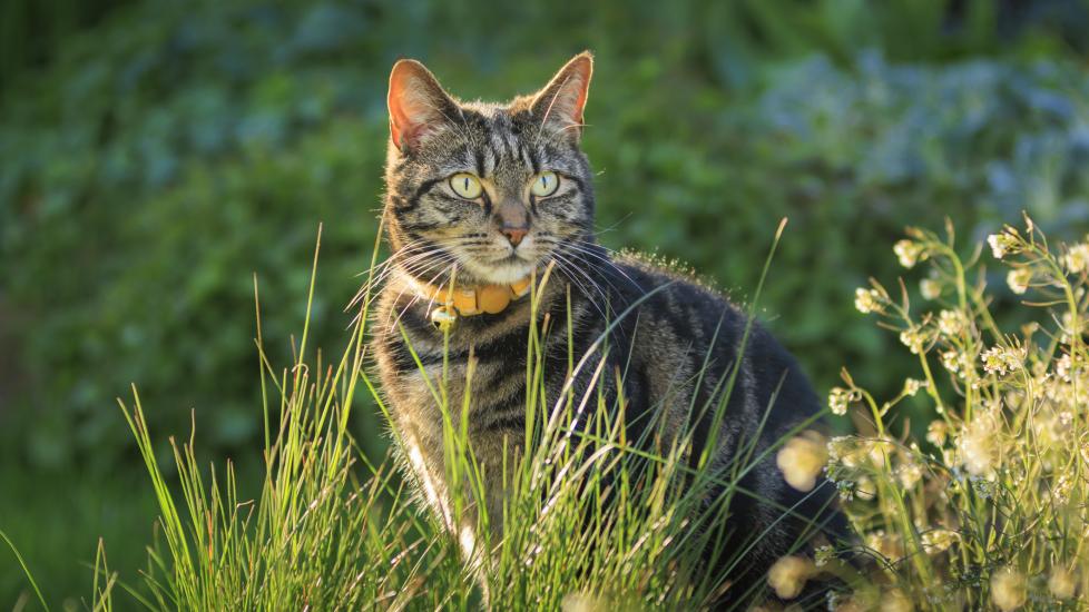 A beautiful striped cat sits in the tall grass. 