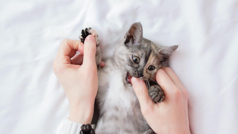 woman's hands playing with a little kitten who is lying on his back and biting her thumb