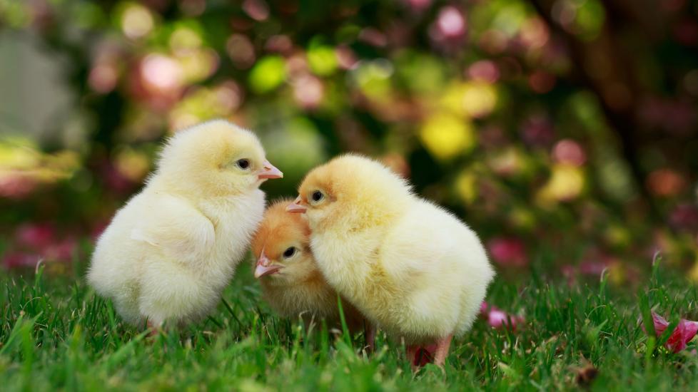 three baby chicks