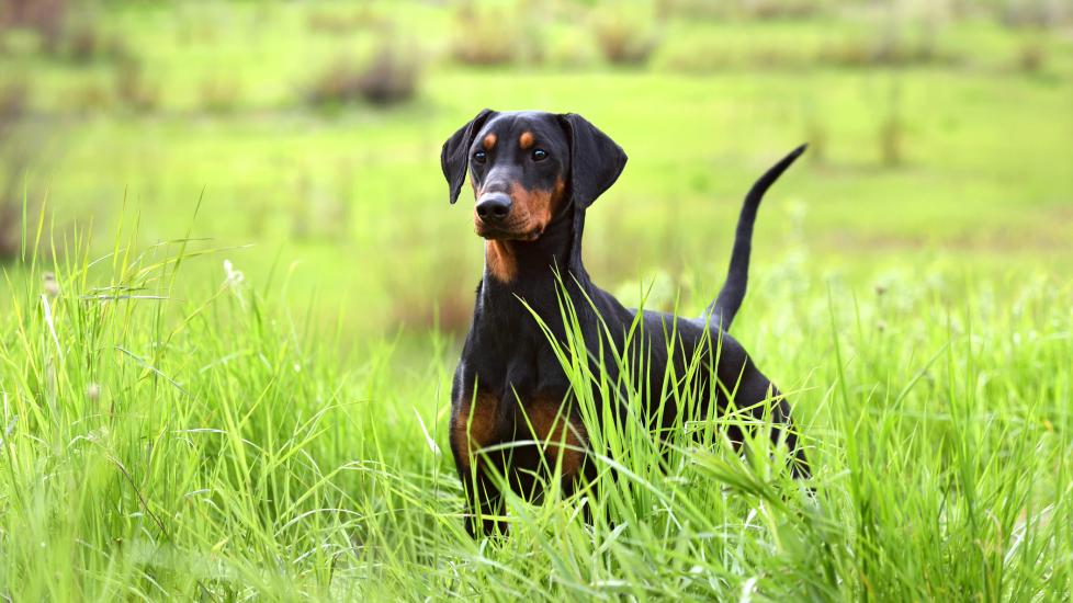 A Doberman Pinscher with an undocked tail stands in a grassy field.