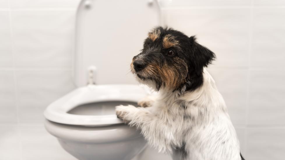 A dog sits next to a toilet.