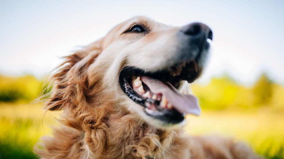 Dog Vomit Porn - Vomiting in Dogs | PetMD