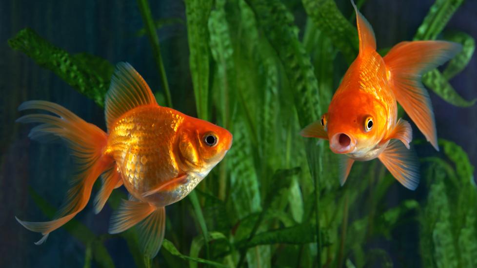 Two goldfish in aquarium