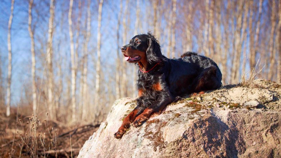 brown and black gordon setter lying on a large rock outside