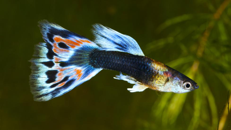 Keeping Guppies in a Glass Fish Bowl - Guppy Aquarium