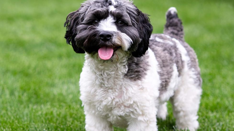 Haircut Styles Havanese Full Grown Short Hair Havanese Dog Short