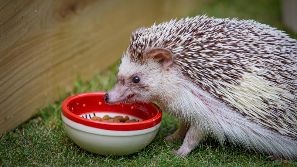 Hedgehog eating from bowl