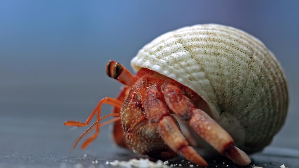 Hermit crab close-up
