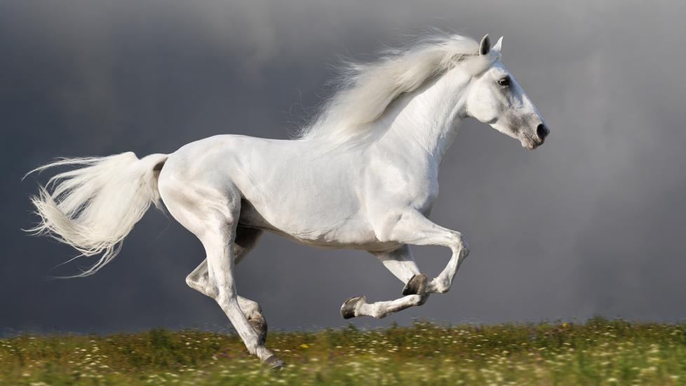 Grey horse galloping