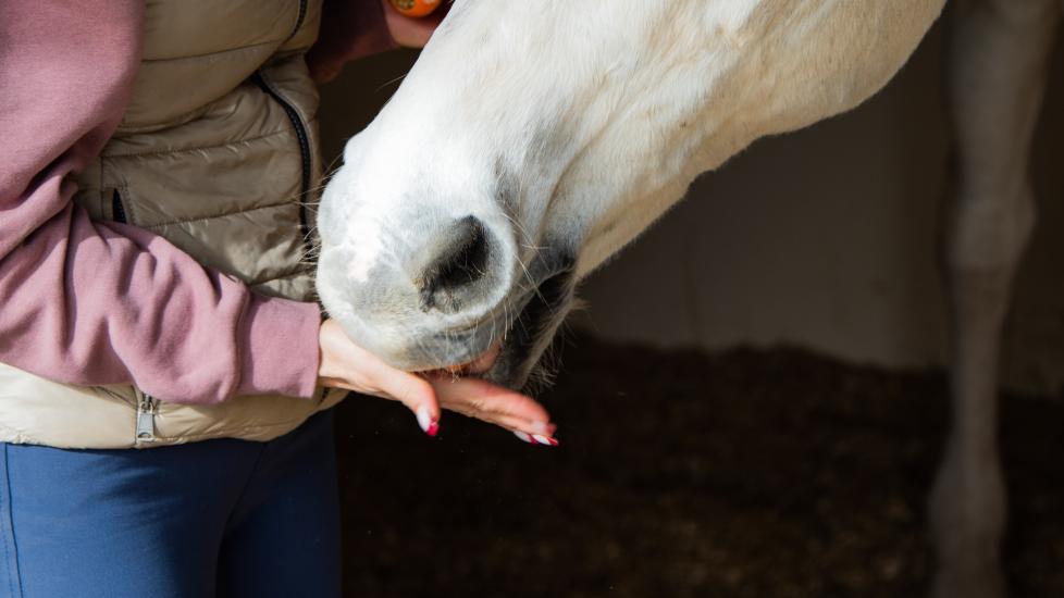 Horse eating from hand