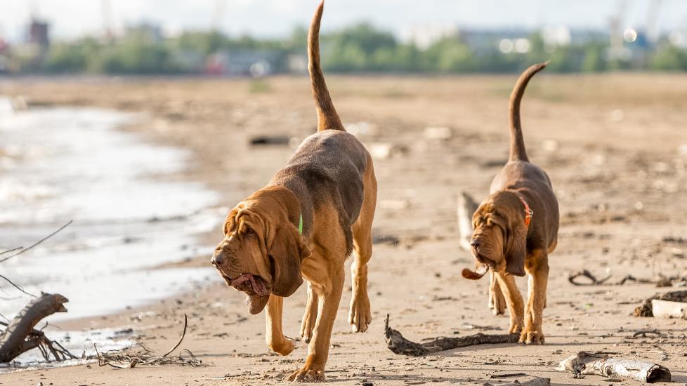 two bloodhounds sniffing around on a beach