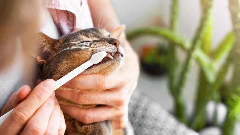 woman brushing a cat's teeth with a toothbrush