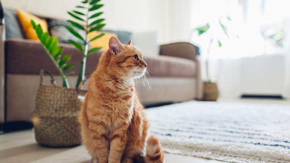 ginger tabby cat sitting on a living room floor