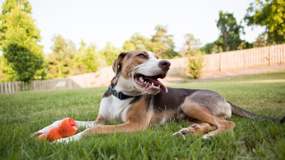 tricolor hound dog lying in a fenced backyard with a dog toy