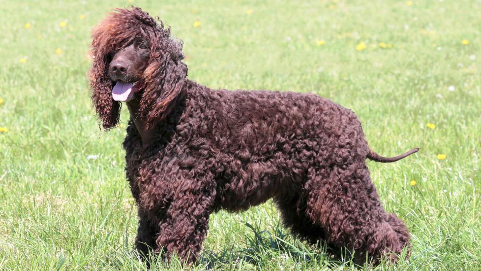 Curly spaniel best sale