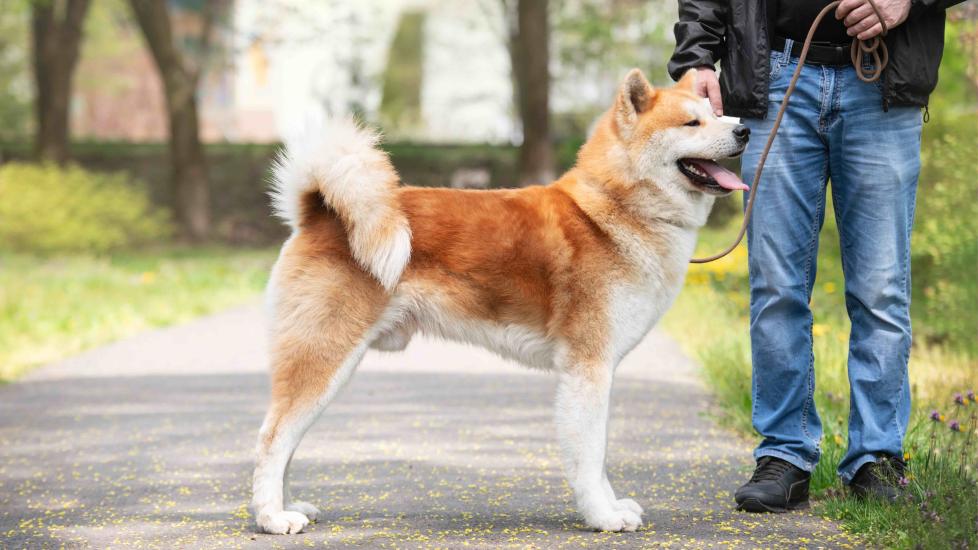 red and sesame colored japanese akita dog standing on a leash next to a human