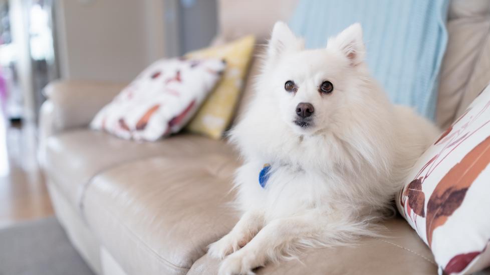 white japanese spitz dog lying on a couch